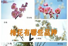 梅花开花周期的探究（一年一度，凛冬中的花海奇迹）