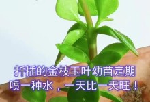 如何正确浇水金枝玉叶（让你的植物健康茂盛，成为家中的绿色亮点）