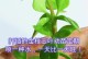 如何正确浇水金枝玉叶（让你的植物健康茂盛，成为家中的绿色亮点）