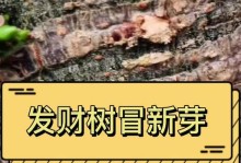 发财树树芽上长白色的胶怎么办？（白色胶的成因、危害与解决方法）