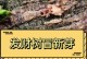 发财树树芽上长白色的胶怎么办？（白色胶的成因、危害与解决方法）