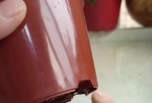 吊兰冬季换盆的方法与技巧（保持吊兰健康的关键在于正确的换盆）