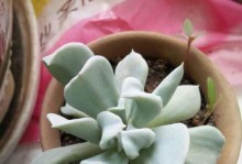 多肉植物特玉莲的养护指南（多肉植物特玉莲的关键养护技巧）
