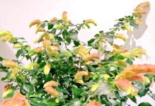 如何应对虾衣花掉花情况？（掌握关键技巧，让虾衣花保持鲜艳绽放）
