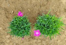 欧石竹一年开几次花？（解析欧石竹的开花规律及关键因素）