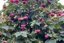 养芙蓉花的秘诀（发挥芙蓉花功效的养护方法）
