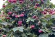 养芙蓉花的秘诀（发挥芙蓉花功效的养护方法）