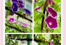 牵牛花的样子和特点（探秘牵牛花的色彩世界）