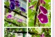 牵牛花的样子和特点（探秘牵牛花的色彩世界）