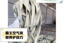 空气凤梨的养殖技巧（简单易学，让您的家更加绿意盎然）