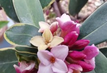 瑞香花的室内养护指南（瑞香花适合在室内养吗？如何正确养护？）