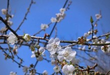 青梅开花时间（揭秘青梅开花的季节和气候特点）