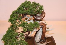 用澳洲衫打造盆景的艺术（创意与自然的完美结合——以澳洲衫为基础的盆景艺术创作）