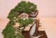 用澳洲衫打造盆景的艺术（创意与自然的完美结合——以澳洲衫为基础的盆景艺术创作）