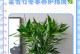 富贵竹开花时间与养护技巧（了解富贵竹花期，打造绿色家园）