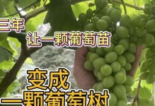 葡萄开花期间浇水的正确方法（保护葡萄开花，细节决定成败）