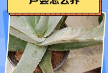 如何让美容芦荟茁壮成长（养护美容芦荟的技巧与秘诀）