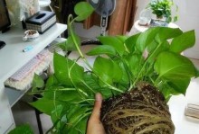 为什么以花移盆第二年不开花？（分析以花移盆第二年不开花的原因及解决方法）