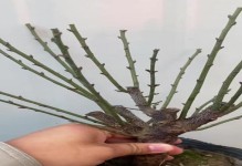 梅花剪枝必备指南（春节后最佳时机及注意事项）