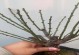 梅花剪枝必备指南（春节后最佳时机及注意事项）