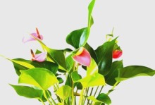 红掌，木本还是草本？（植物学界的疑惑与研究）