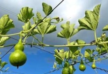 葫芦种植条件详解（掌握这些条件，让你轻松种出健康葫芦）