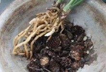 兰花根的种植技巧（打造繁花似锦的兰花园）