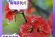 刺梅养护小技巧（打造迷人花园，从刺梅开始）