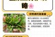 蟹爪兰花发干的原因及解决方法（保持湿润是关键，注意光照和温度）
