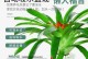以红运当头水培怎么养殖（打造红运连连的水培养殖技巧与经验分享）
