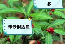 以朱砂根怎么不新叶子——探索植物生长的奥秘（朱砂根的生长过程及对新叶子的影响）