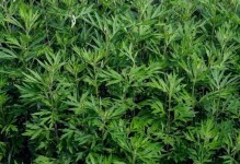 艾草种植指南（最佳种植时间和方法）