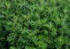 艾草种植指南（最佳种植时间和方法）
