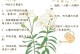 如何处理百合开败后的情况（关键步骤和注意事项）