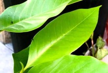 发财树蚜虫的防治方法（发财树蚜虫的危害及有效防治措施）