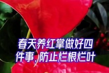 如何处理红掌出现烂根现象？（有效方法帮助红掌恢复健康）