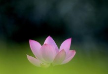 挖泥养荷，美丽河边的奇迹（以泥养荷，一种别样的培育之道）