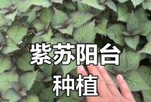 紫苏种子的种植方法（一步一步教你如何种植紫苏，成为家庭中的小农场主）