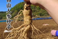 如何选择最佳人参播种时间（提高人参产量的关键是什么？）