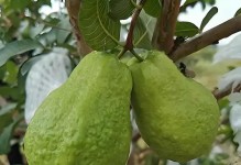 冬季如何剪枝石榴树？（教你正确剪枝石榴树的方法和技巧）