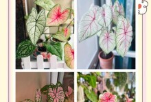 如何养护绿色的彩叶芋（打造翠绿庭院，关键是彩叶芋）