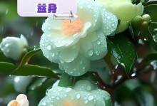 探讨以茶叶花怎么可以插活的技巧（从茶叶花枝条的选择到适宜的插花环境，让茶叶花绽放生机）