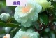 探讨以茶叶花怎么可以插活的技巧（从茶叶花枝条的选择到适宜的插花环境，让茶叶花绽放生机）