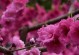 梅花叶子的形状和特点（探究梅花叶子的外观、结构和功能）