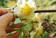 花生的生殖方式（探究花生是单性花还是双性花）