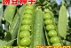 水培蔬菜的简易方法（如何在家中实现蔬菜水培）