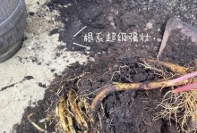 千年木根全剪了怎么水培（掌握关键诀窍，成功水培千年木根）
