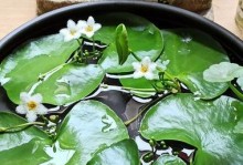 浮萍是蕨类植物吗？揭秘浮萍的真正身份（揭开浮萍的神秘面纱，探究其与蕨类植物的关系）