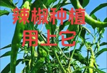 辣椒种植时间选择详解（了解什么是适宜的辣椒种植时间）