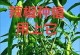 辣椒种植时间选择详解（了解什么是适宜的辣椒种植时间）